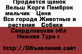 Продается щенок Вельш Корги Пемброк мальчик › Цена ­ 65 000 - Все города Животные и растения » Собаки   . Свердловская обл.,Нижняя Тура г.